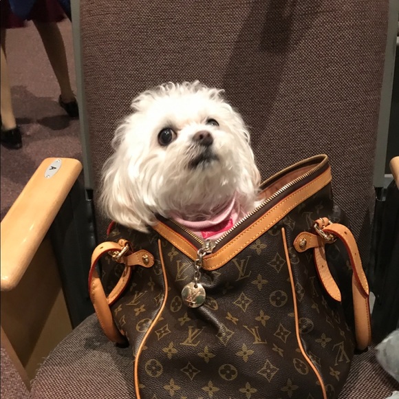 Maltese - Picture 7 of 16